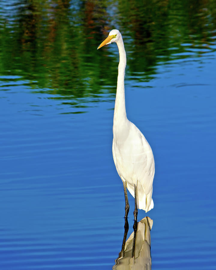Wading Great White Egret Photograph by Mark Andrew Thomas