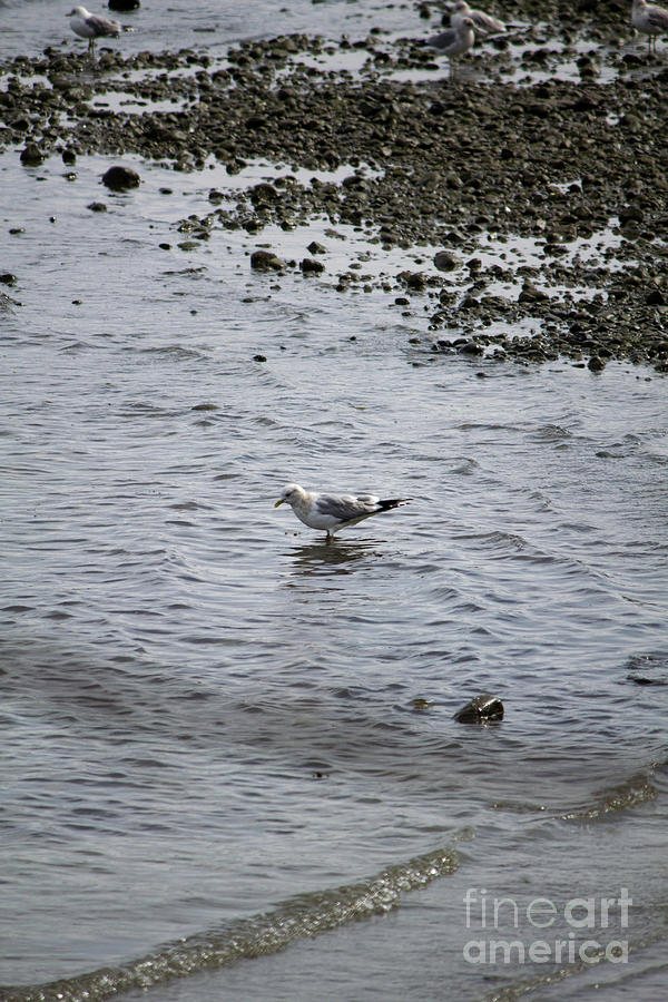 Wading Gull Photograph by Donna L Munro
