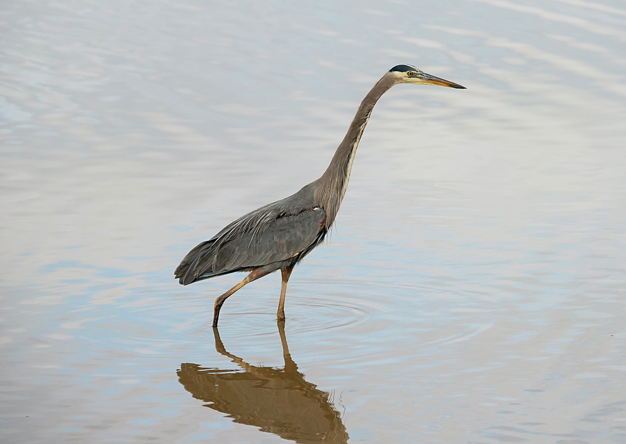 Wading Heron Photograph by Loree Johnson - Pixels