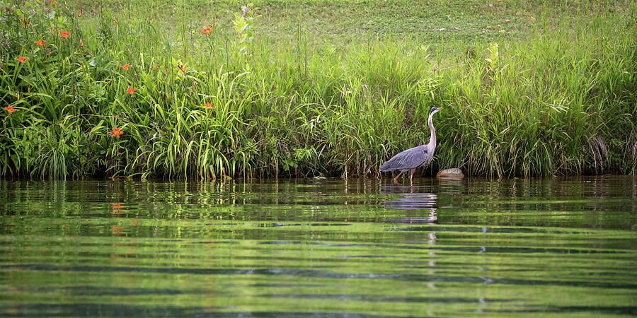 Wading Heron Photograph by Penny Meyers