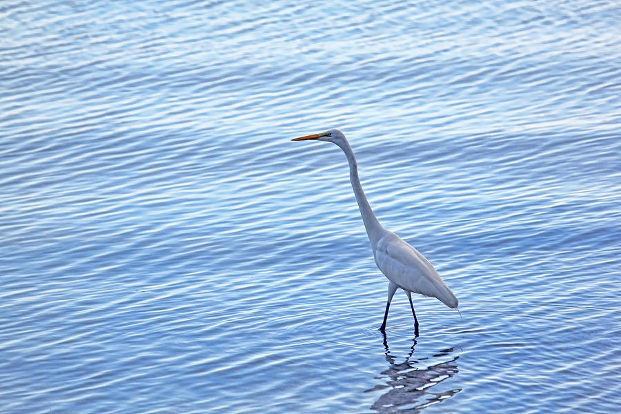 Wading In The Blue Photograph by HH Photography of Florida