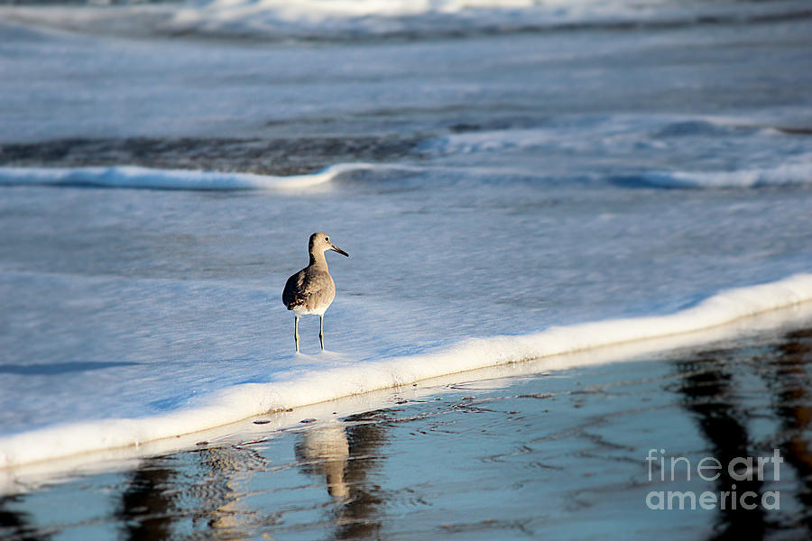 Bird Photograph - Wading in the Water by Karin Everhart