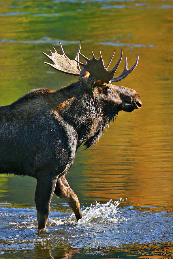 Wading Moose Photograph by Wesley Aston