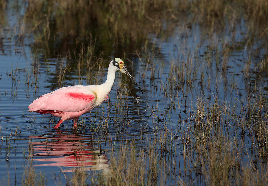 Wading Roseate Spoonbill Photograph by Jean Clark