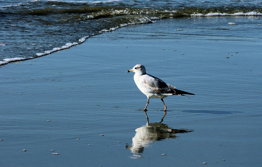 Feather Photograph - Wading Sea Gull by Cathy Harper