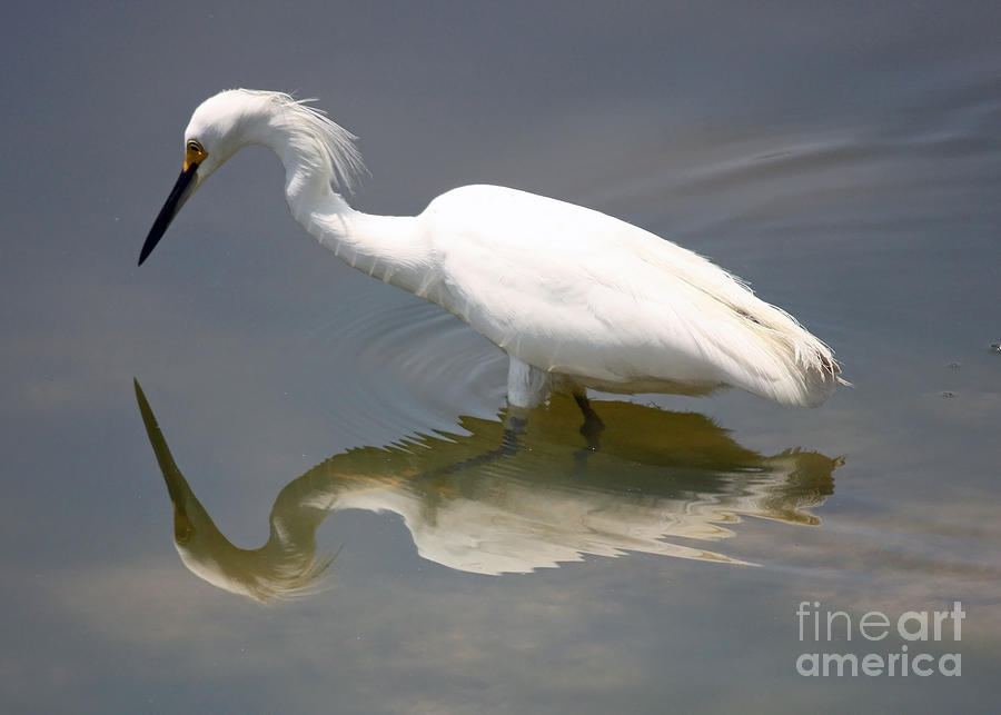 Bird Photograph - Wading Snowy Egret by Carol Groenen
