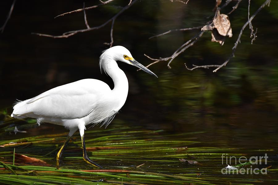 Wading Snowy Egret Photograph by Julie Adair