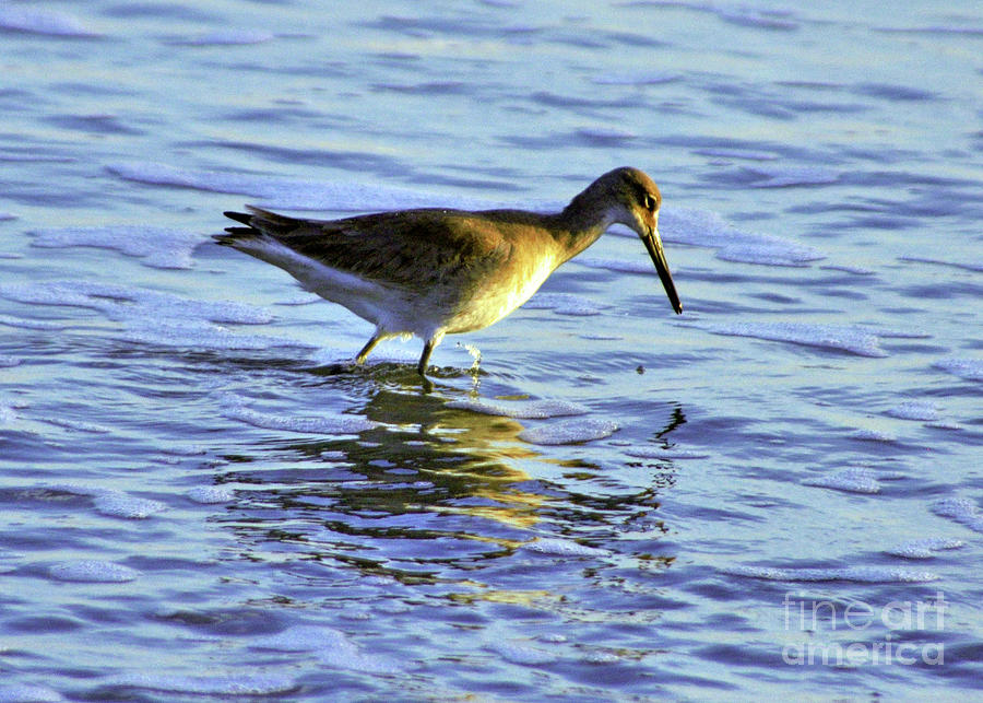 Wading To Eat Photograph by Lydia Holly