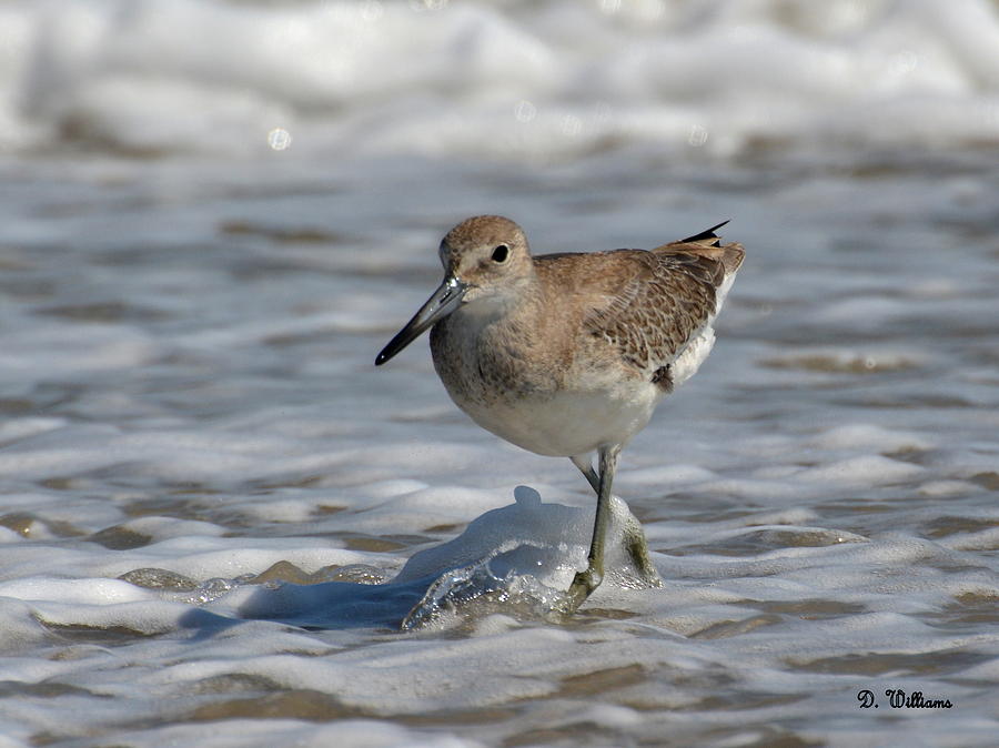 Wading Willet Photograph by Dan Williams