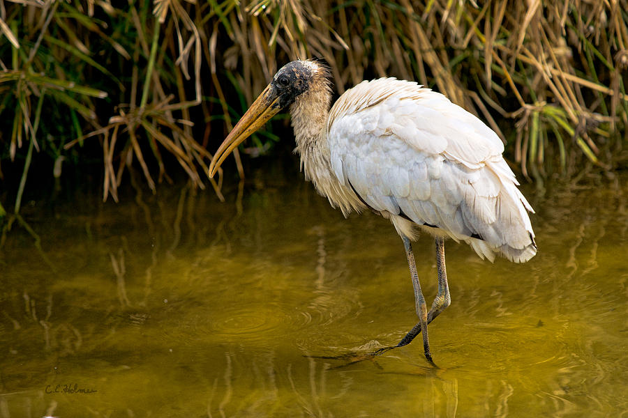 Wading Wood Stork Photograph by Christopher Holmes