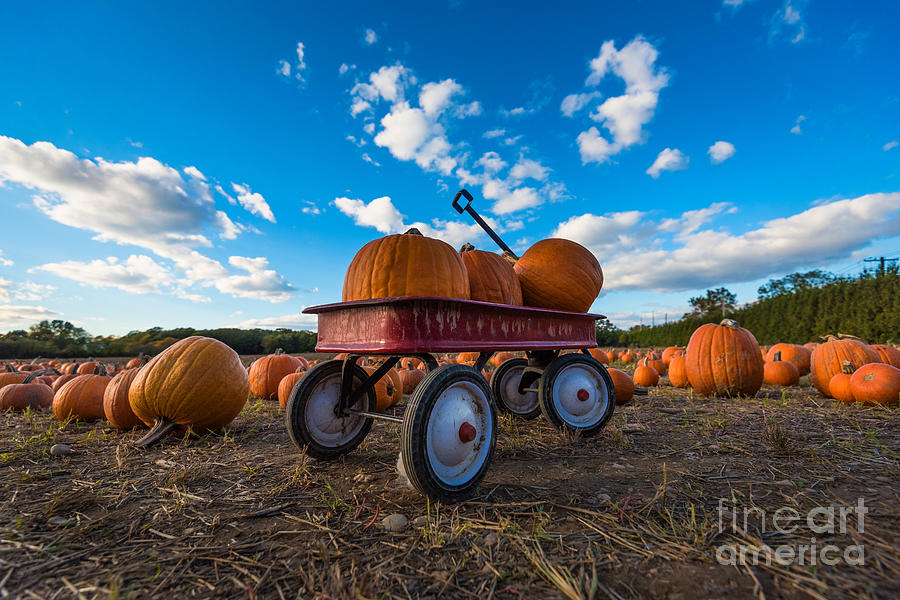 Wagon at the Pumpkin Patch Photograph by Alissa Beth Photography