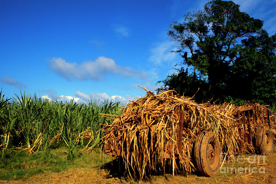Wagon Loaded with Sugarcane Photograph by Thomas R Fletcher