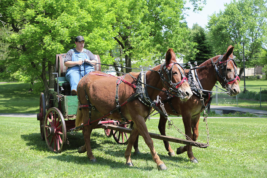 Wagon supply Photograph by Dwight Cook - Fine Art America