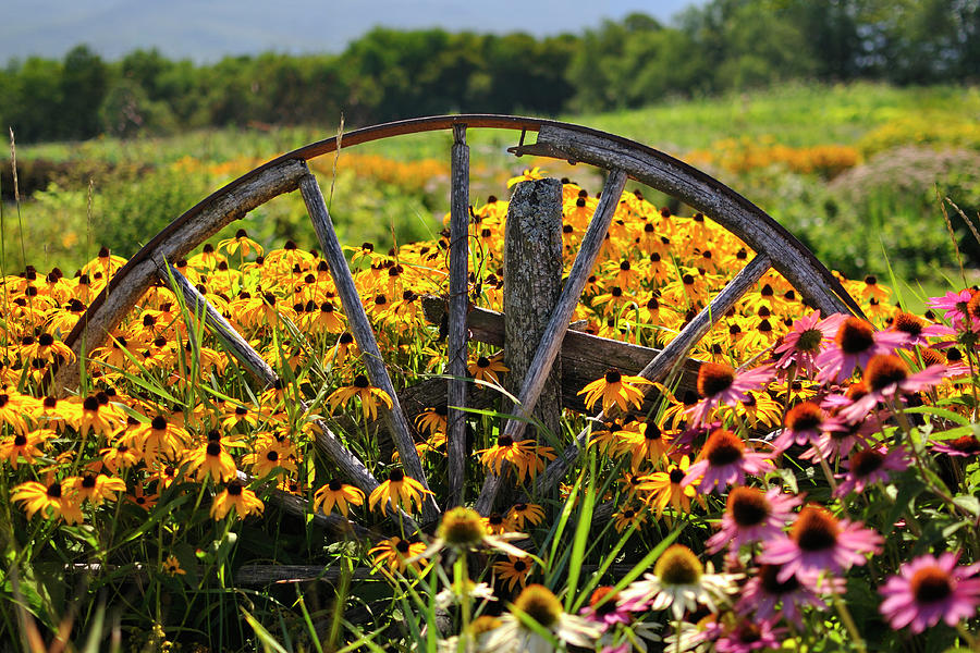 Wagon Wheel Flowers Photograph by Luke Moore