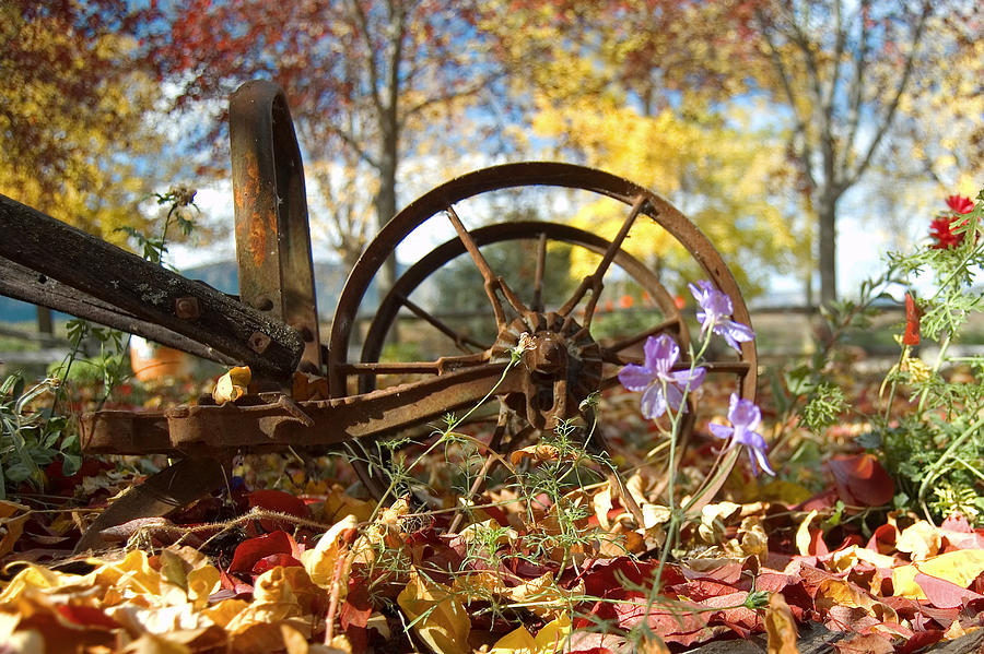 Flower Photograph - Wagon Wheel by Peter Olsen