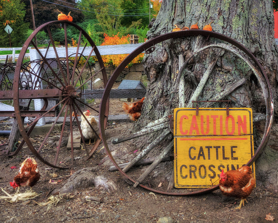 Wagon Wheels and Chickens - Farm Scenes Photograph by Joann Vitali
