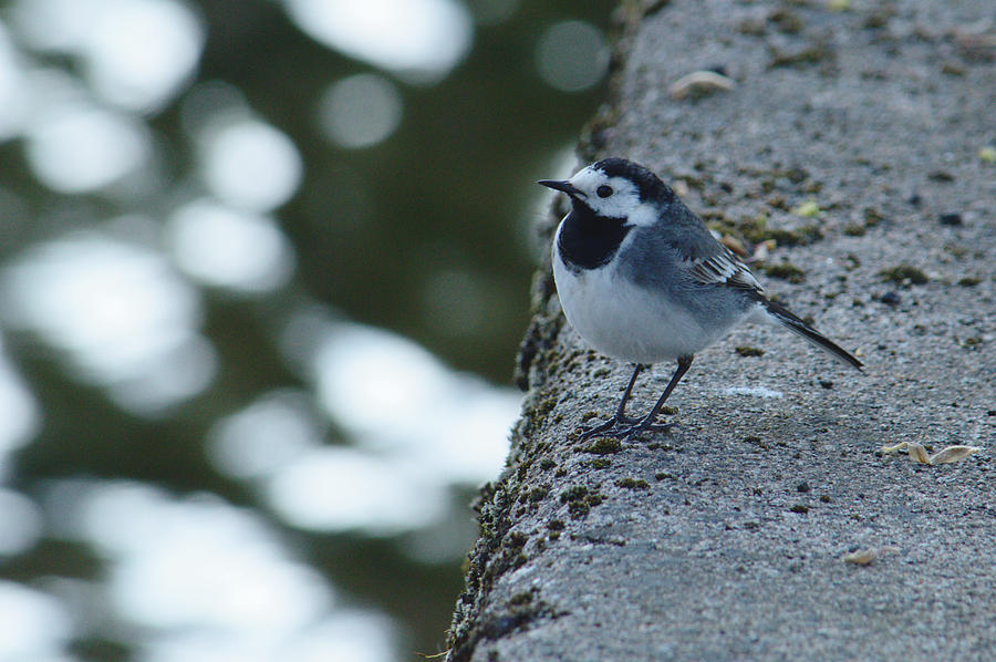 Wagtail At Riverside Photograph by Adrian Wale