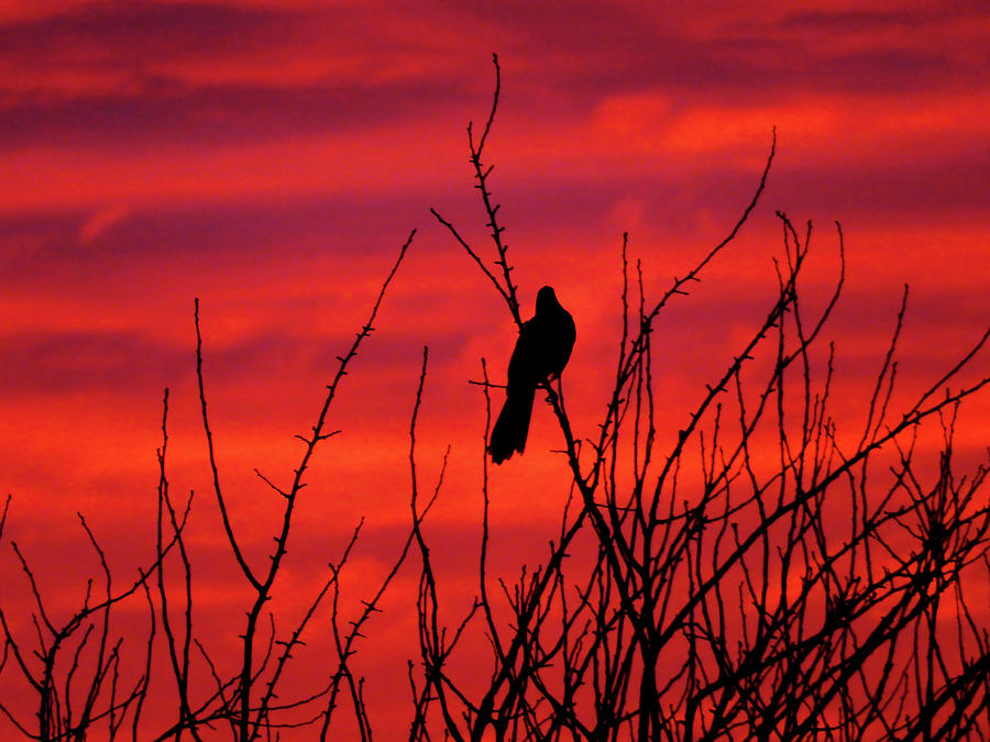 Wagtail Sunset Photograph by Mark Blauhoefer