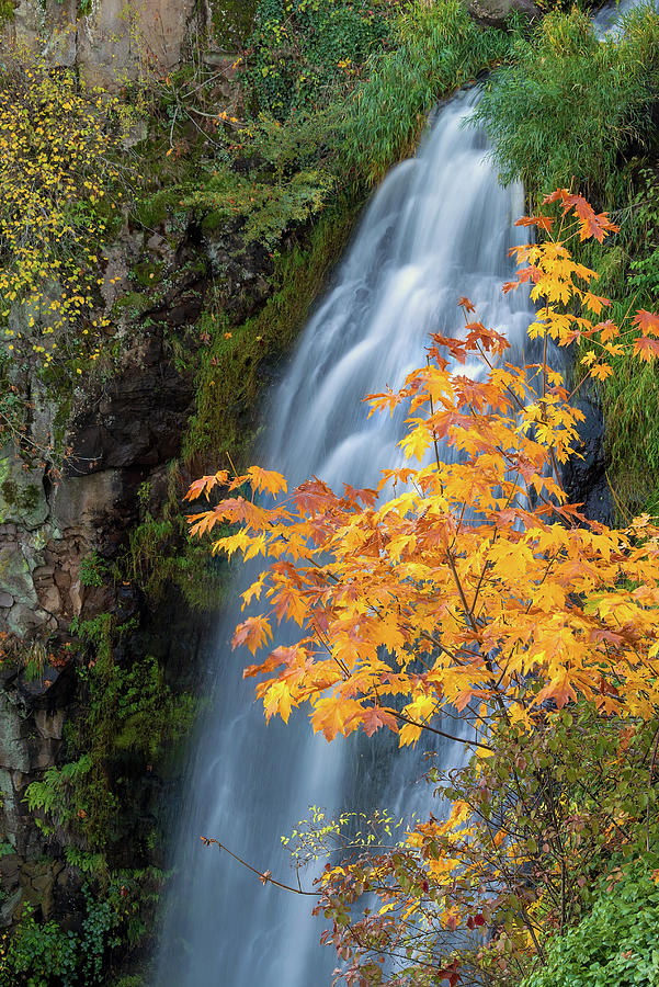 Wah Gwin Gwin Falls in Autumn Photograph by David Gn