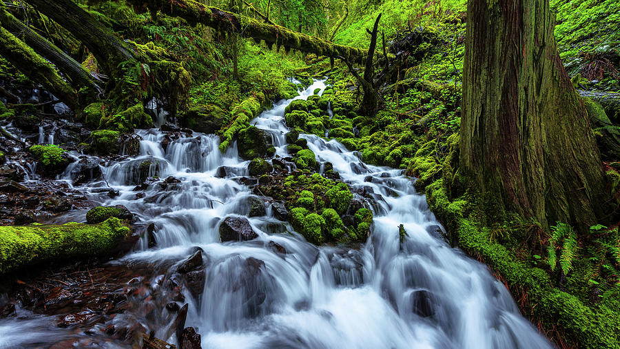 Waterfall Photograph - Wahkeena by Chad Dutson