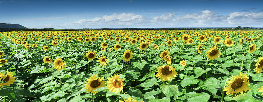 Waialua Sunflowers Photograph by Sean Davey