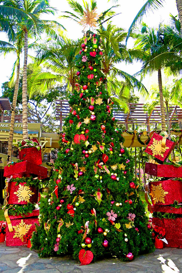 Waikiki Christmas Tree Photograph by Robert Meyers-Lussier