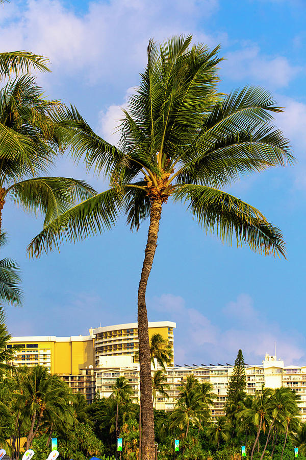 Waikiki Palm Photograph by Jason Hughes