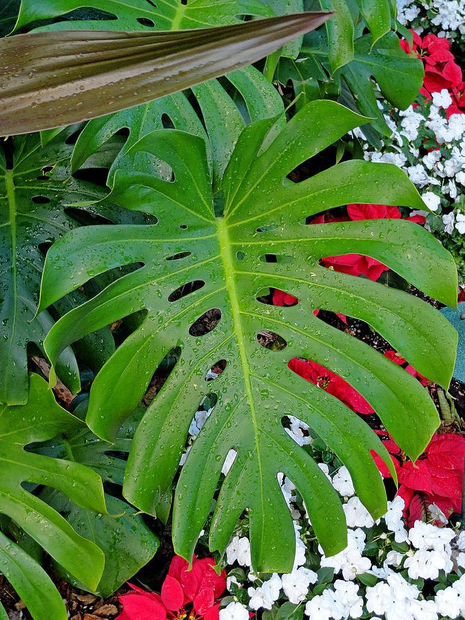 Waikiki Split Leaf Photograph by Robert Meyers-Lussier