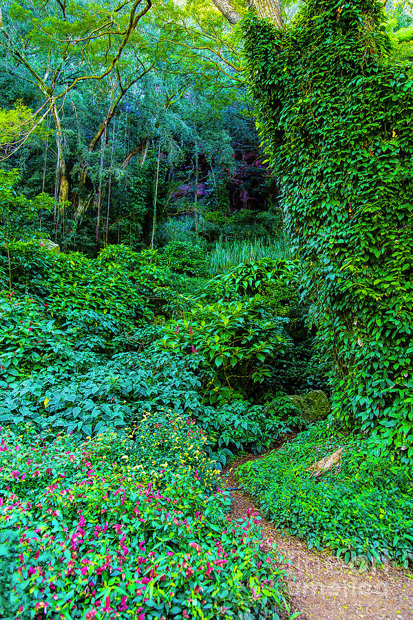 Waimea Arboretum And Botanical Garden Photograph By Jon Burch