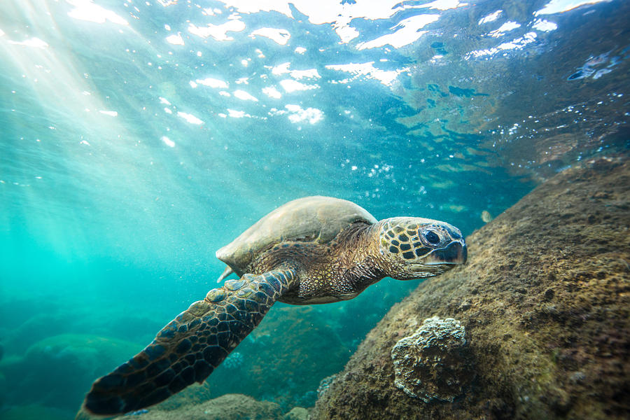 Waimea Sea Turtle Photograph by Leonardo Dale
