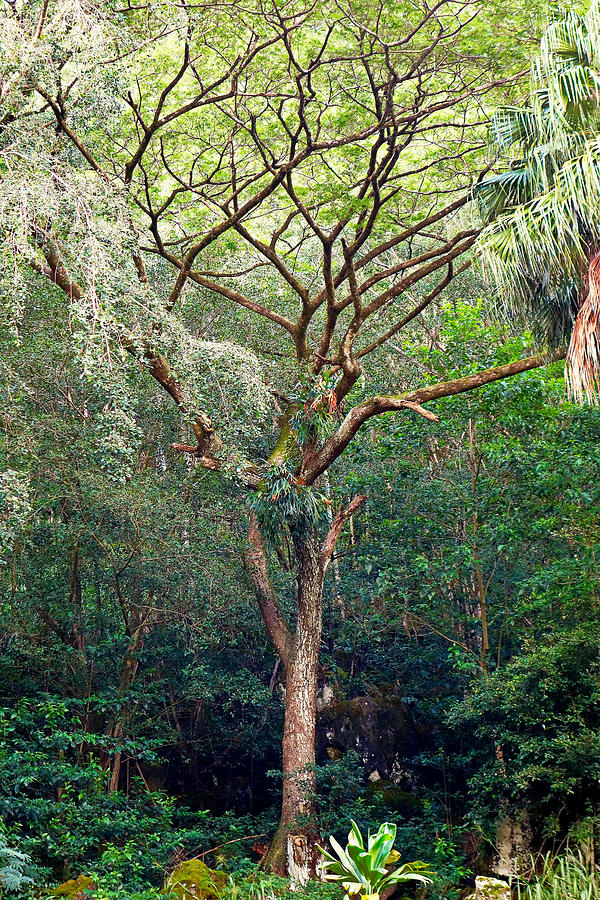 Waimea Tree Study 1 Photograph by Robert Meyers-Lussier