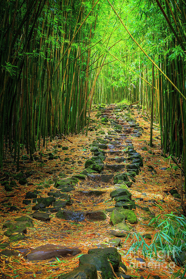 Jungle Photograph - Waimoku Bamboo Forest #2 by Inge Johnsson