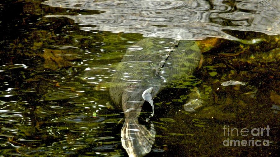 Wait 30 minutes Before Swimming Photograph by Jacqueline Howe Pixels