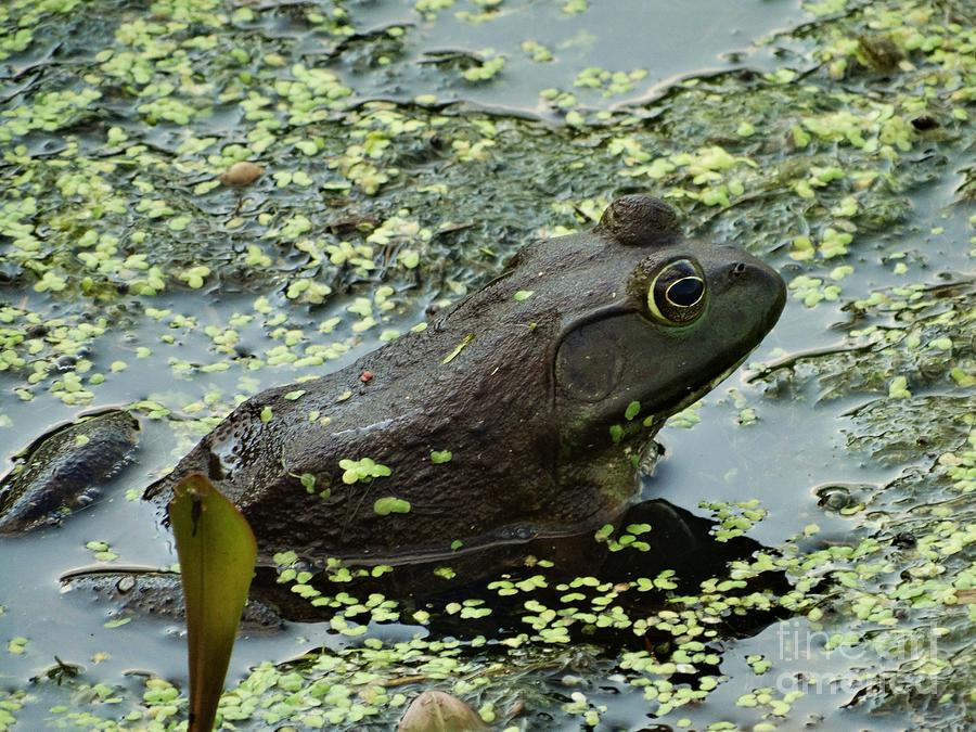 Frog Photograph - Wait For It by J L Zarek