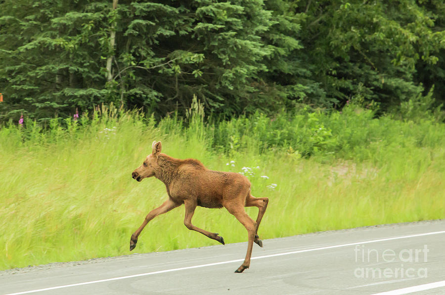 Wait For Me Says Baby Moose Photograph By Edie Ann Mendenhall