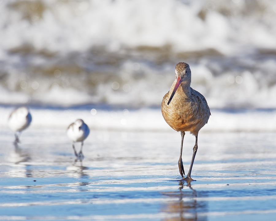 Wait For Us -- Marbled Godwit in Morro Bay, California Photograph by Darin Volpe
