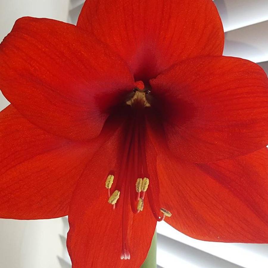 Flower Photograph - Waited 8 Weeks For My Giant Amaryllis by Dante Harker