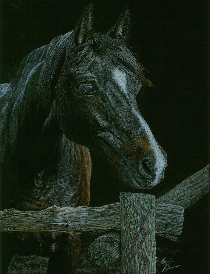 Black Horse Drawing - Waitin For a Friend by Laura Klassen