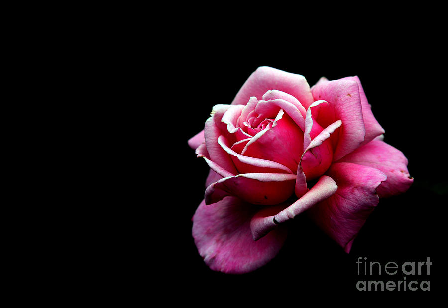Rose Photograph - Waiting by Amanda Barcon Rose Photograph - Waiting by Amanda Barcon