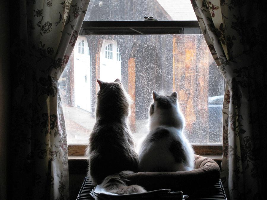 Waiting at the Window Photograph by Lili Feinstein