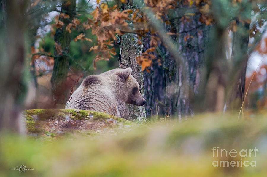 Waiting Bear Photograph by Torbjorn Swenelius