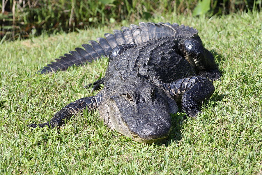 Alligator Photograph - Waiting by Dana Blalock