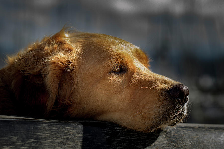 Waiting Dog Photograph by Jean Noren