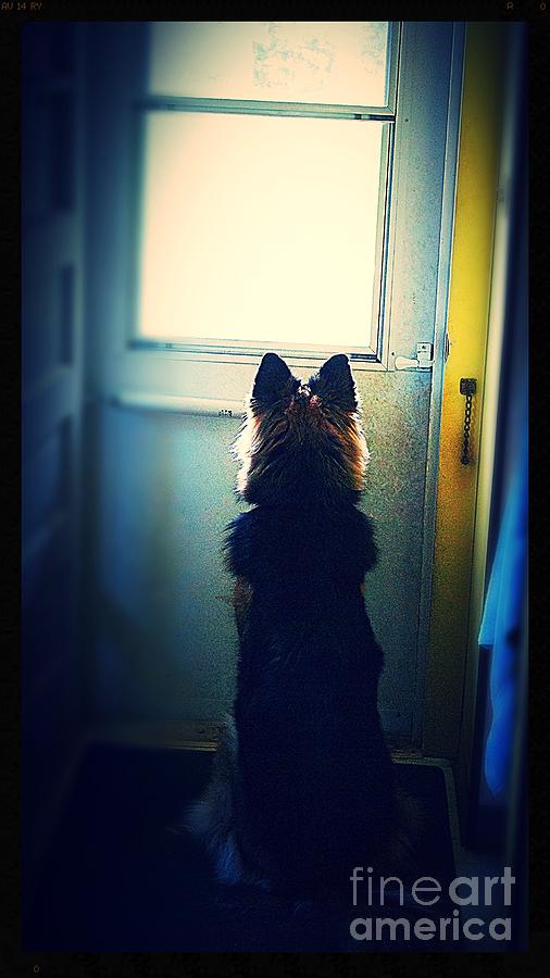 Dog Photograph - Waiting For Her Walk by Frank J Casella