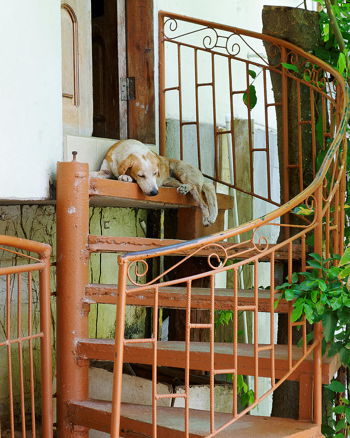 Waiting for Master -- Dog on Stairs in St. Lucia Photograph by Darin Volpe