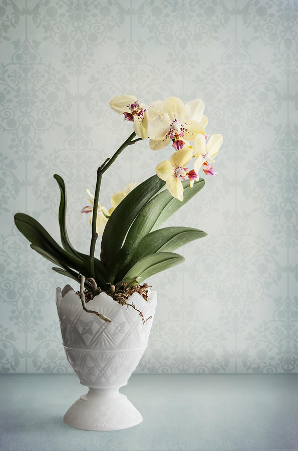 Orchid Photograph - Waiting for Spring by Maggie Terlecki