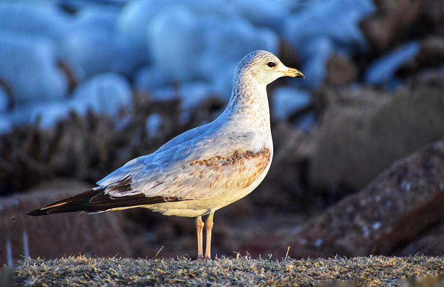 Dove Photograph - Waiting For Spring by Steve Hayeslip