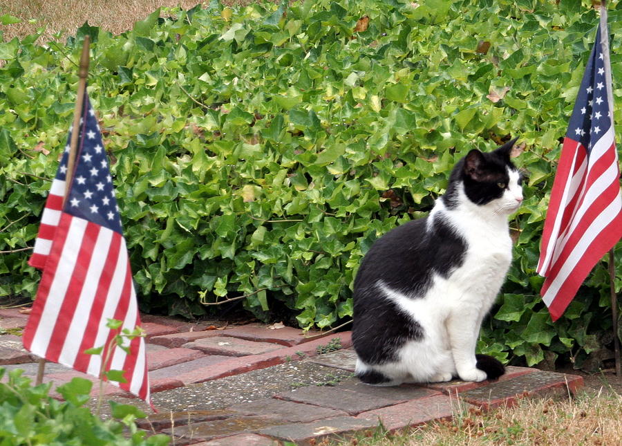Tuxedo Cat and USA Flags Photograph by Valerie Collins