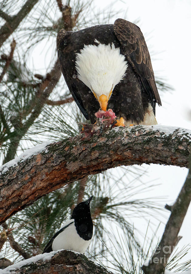 Eagle Photograph - Waiting for the Scraps by Michael Dawson