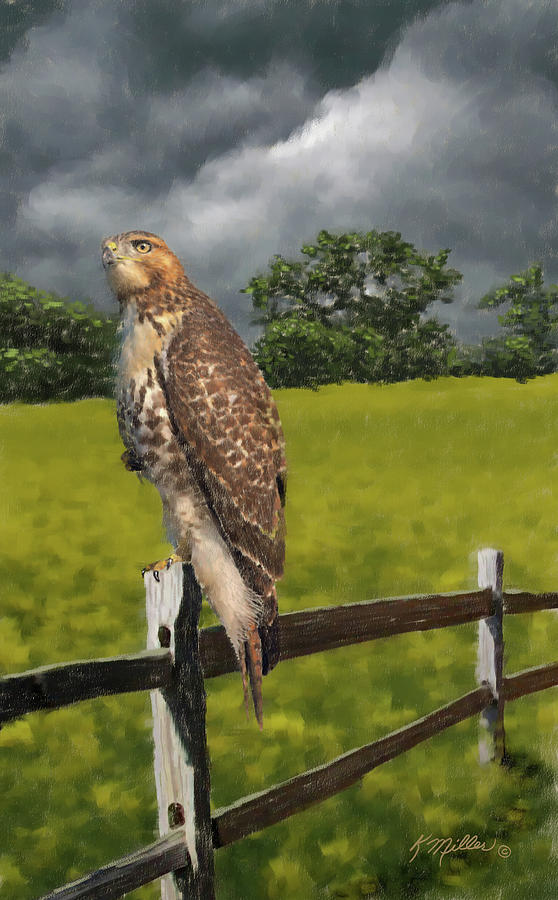 Waiting for the Storm - Red Tail Hawk Painting by Kathie Miller